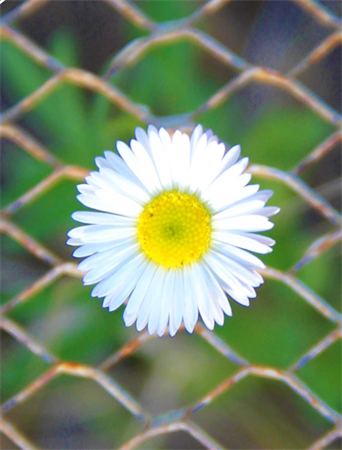 Artworks and prints for sale in Austin