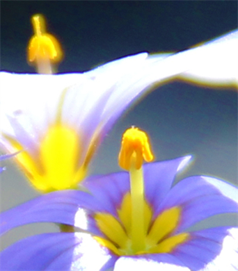 Prints fo Flowers in Austin Texas