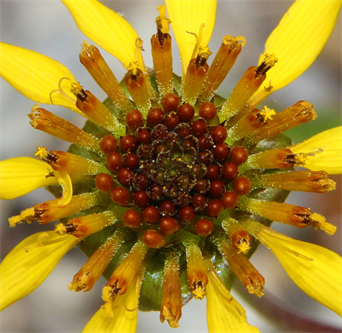 Texas prints For Sale