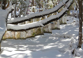 Ecosferes,Com
Arte.Land (Austin)
MiniatureForest.Com
REFOREST.US Reforest US