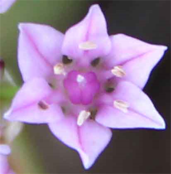 Austin Fine Art prints