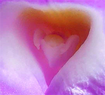 Art Galleries in Austin Prints