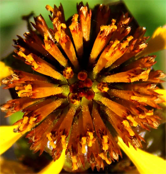 Art Prints of Flowers for sale